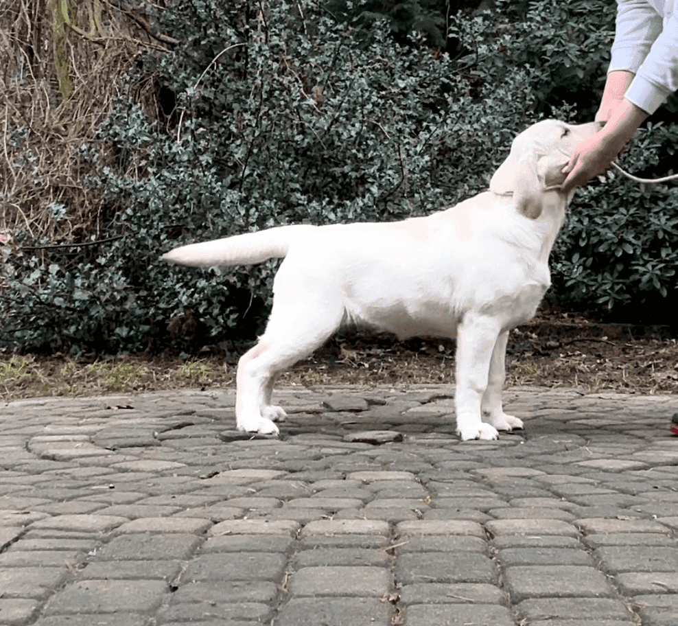 Фото: Помёт от GABRIELLA (B)