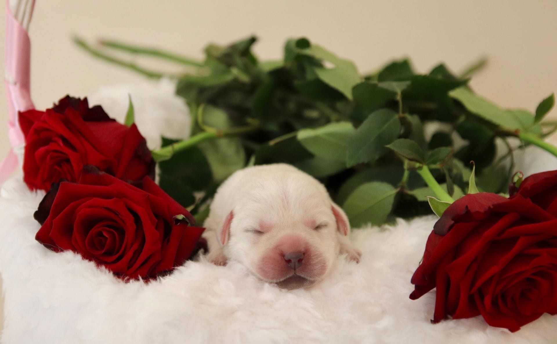 Фото: Помёт от GABRIELLA (B)