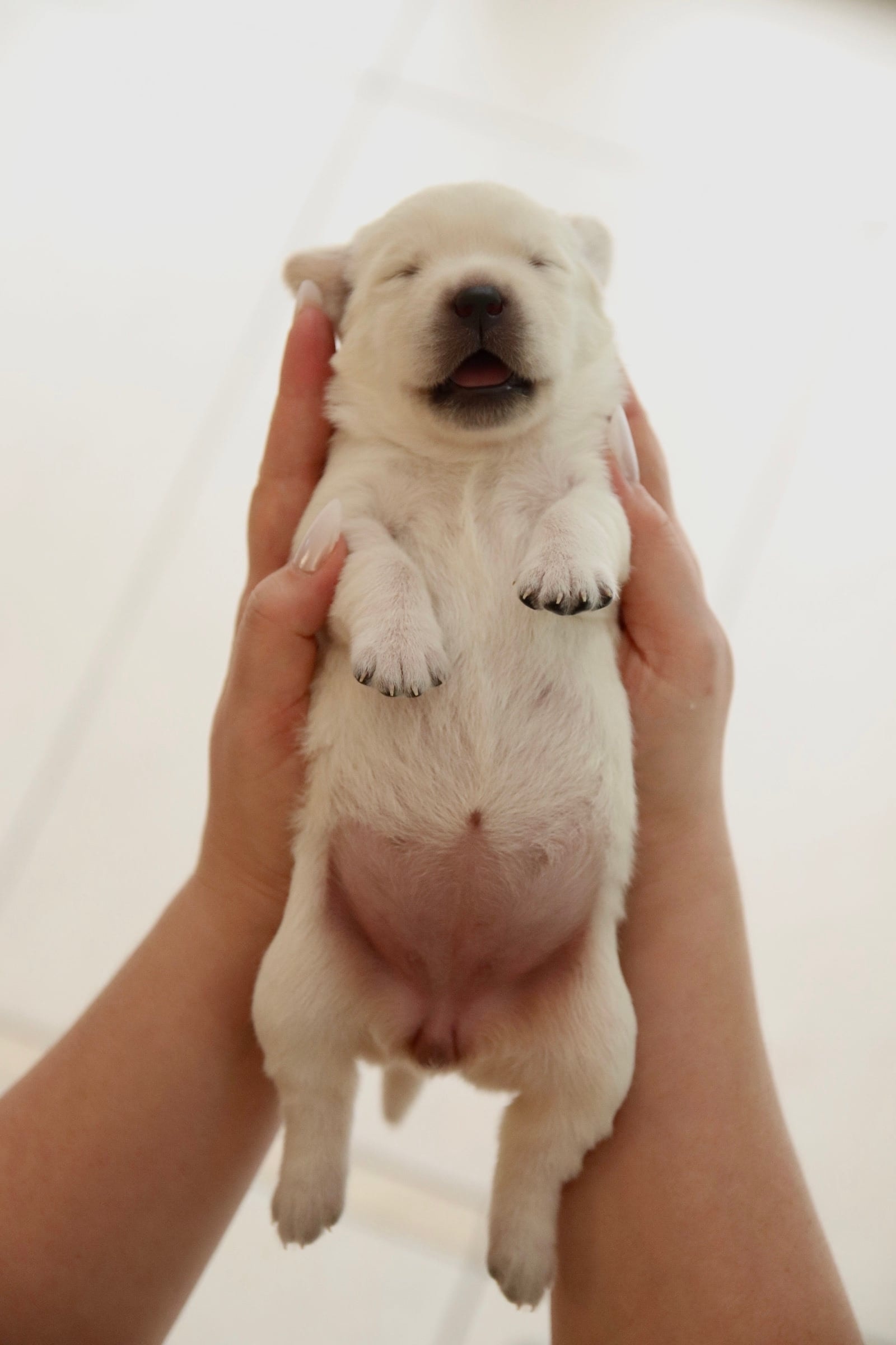 Фото: Помёт от GABRIELLA (B)