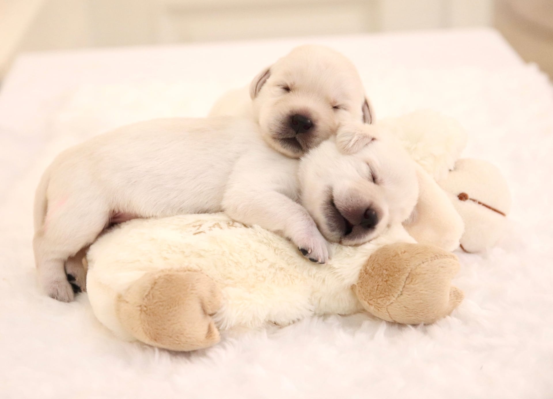 Фото: Помёт от GABRIELLA (B)