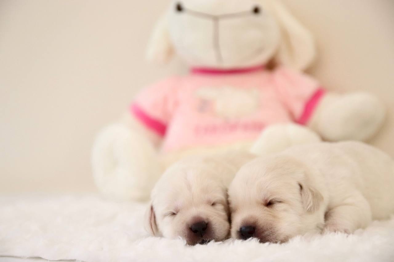 Фото: Помёт от GABRIELLA (B)