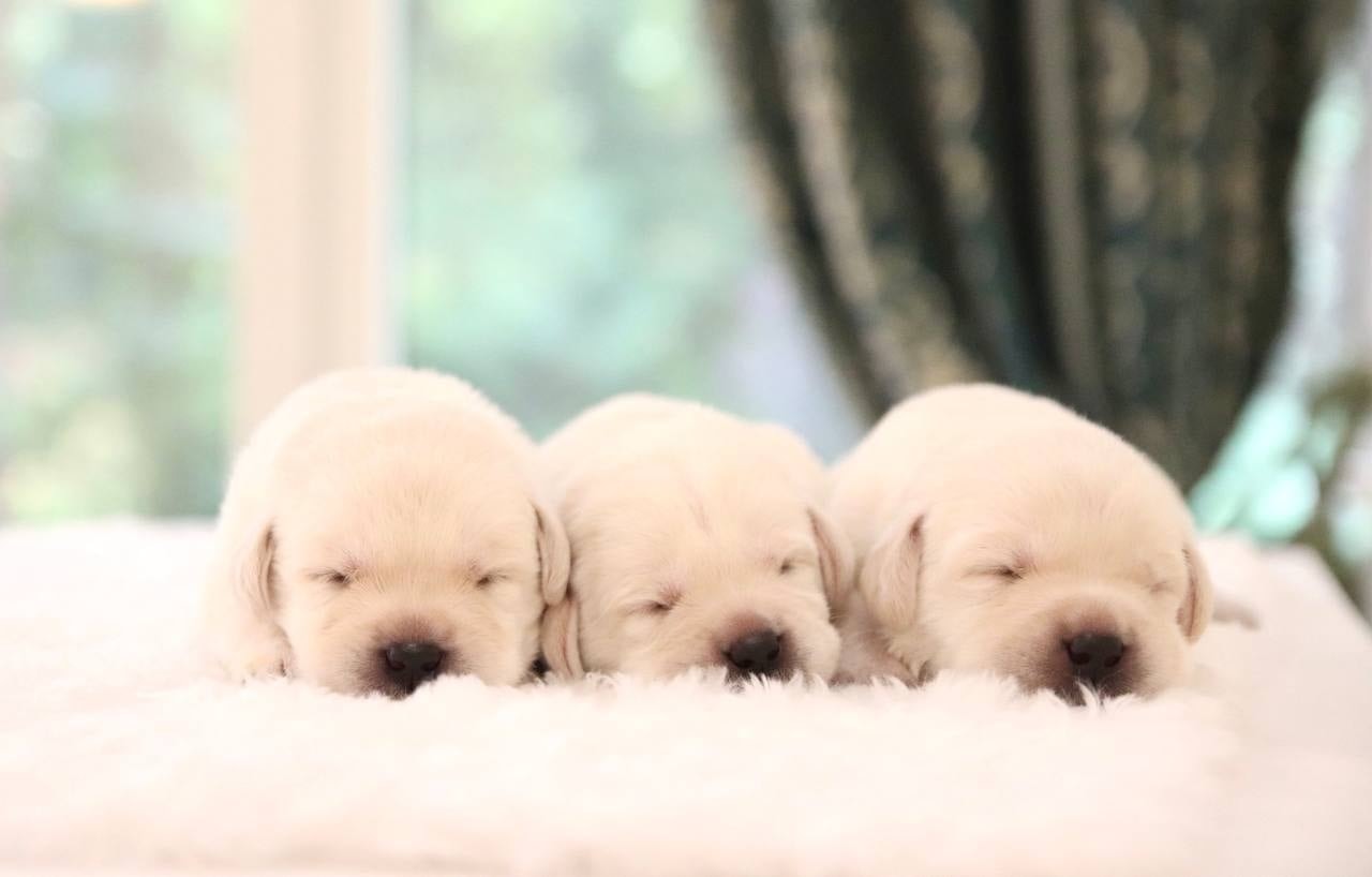 Фото: Помёт от GABRIELLA (B)