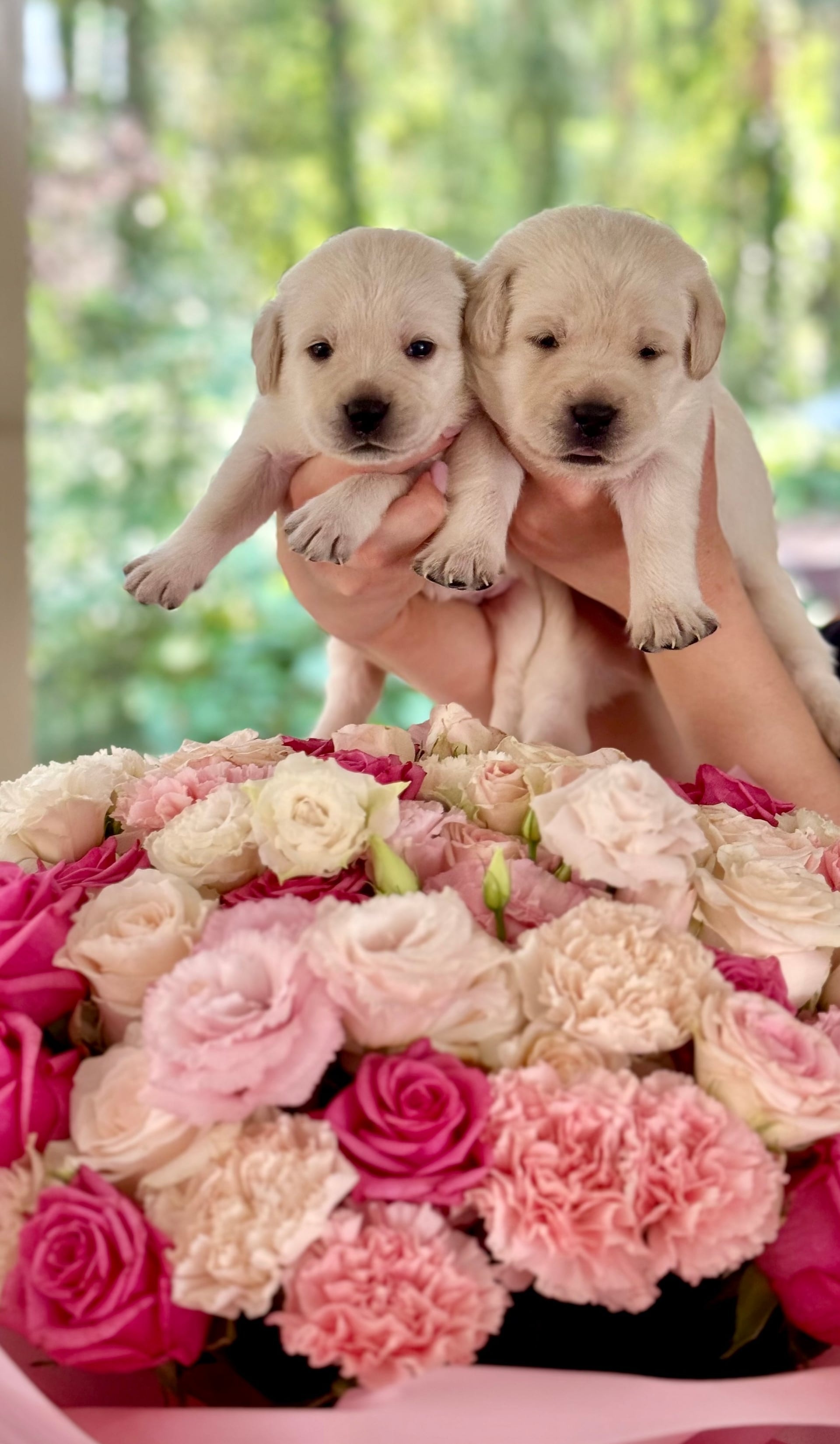 Фото: Помёт от GABRIELLA (B)