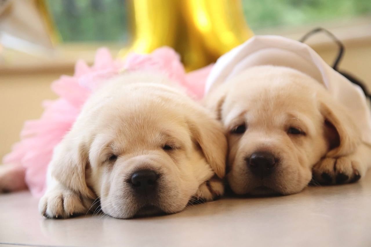 Фото: Помёт от GABRIELLA (B)