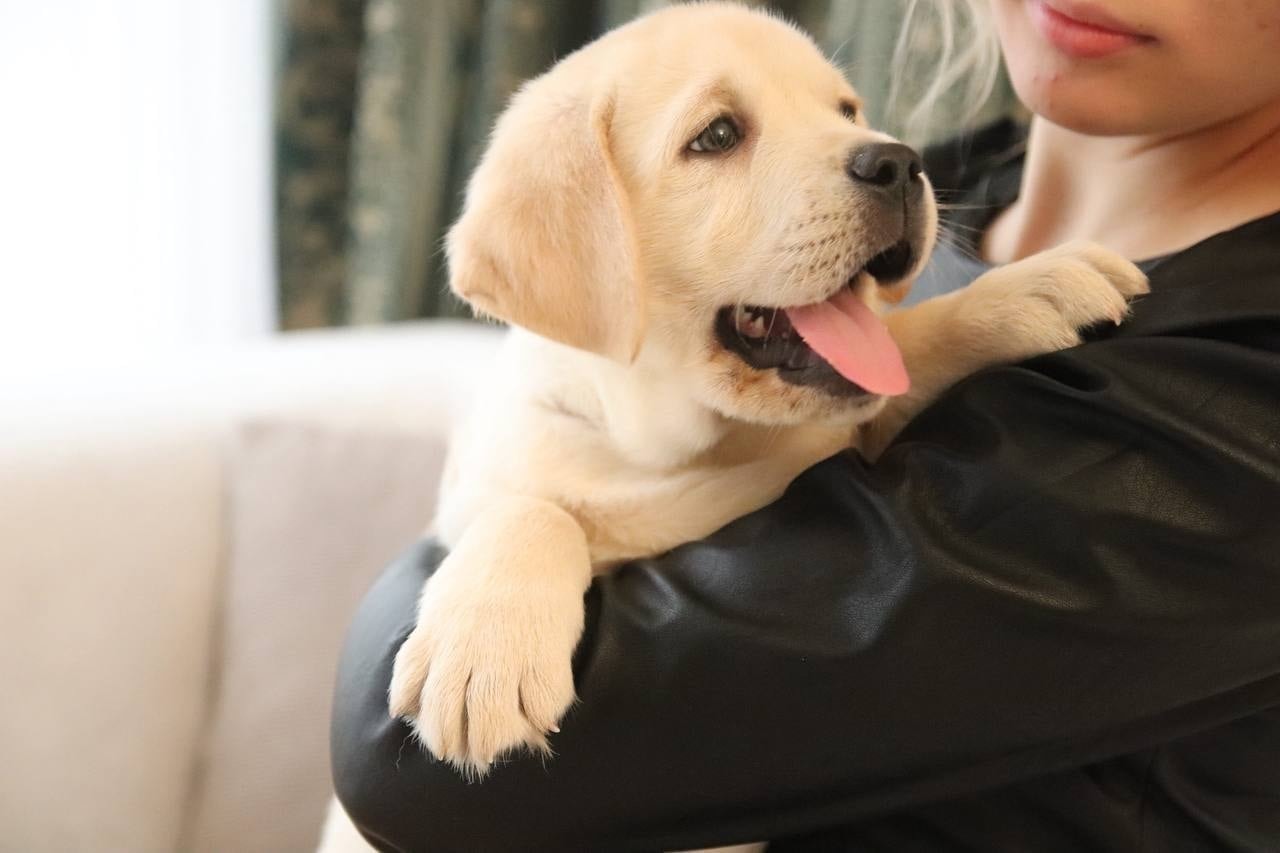 Фото: Помёт от GABRIELLA (C)