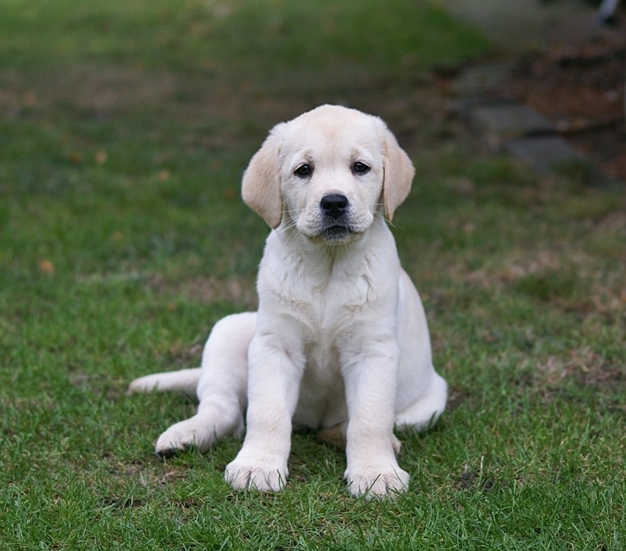 Фото: Помёт от GABRIELLA (C)