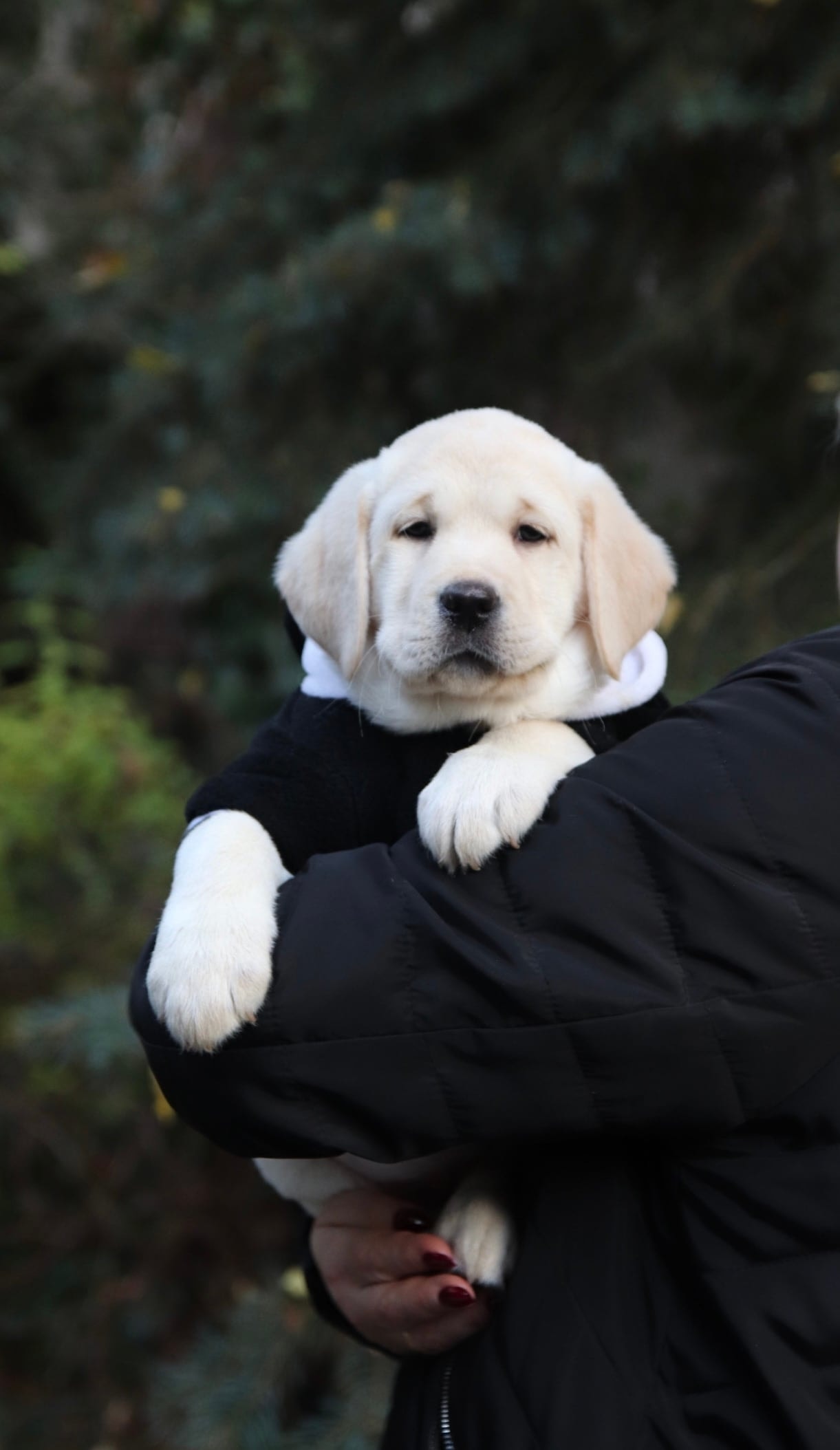 Фото: Помёт от GABRIELLA (C)