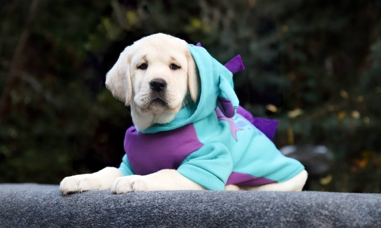 Фото: Помёт от GABRIELLA (C)