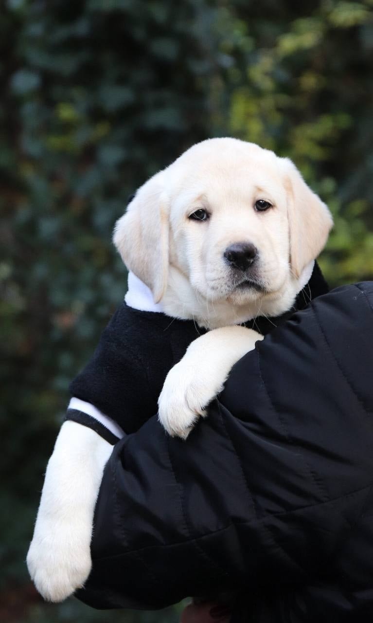 Фото: Помёт от GABRIELLA (C)