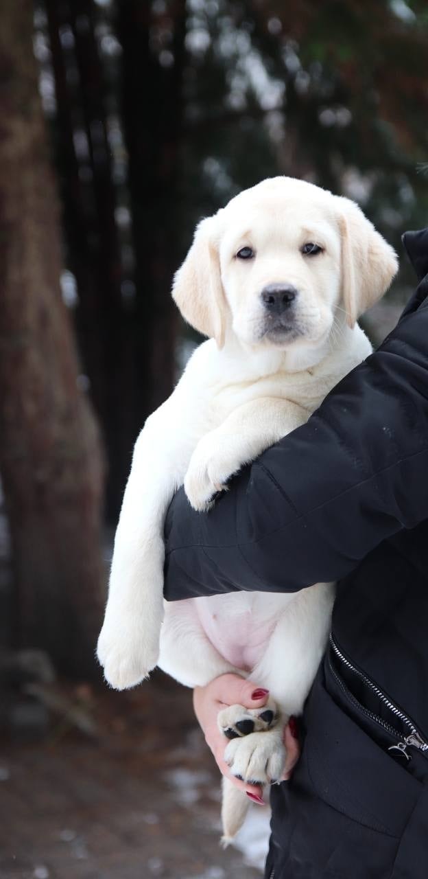 Фото: Помёт от GABRIELLA (C)