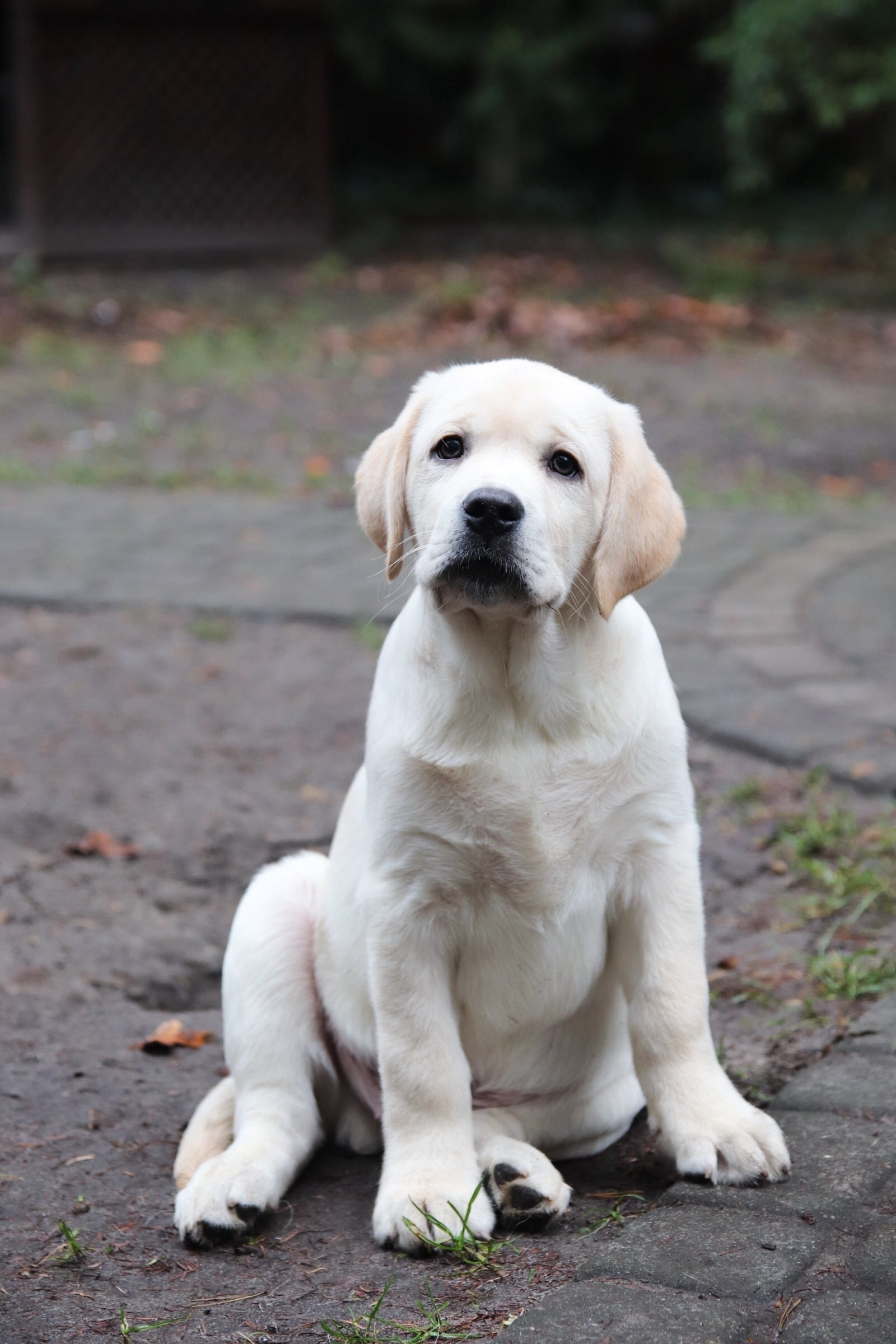 Фото: Помёт от GABRIELLA (C)