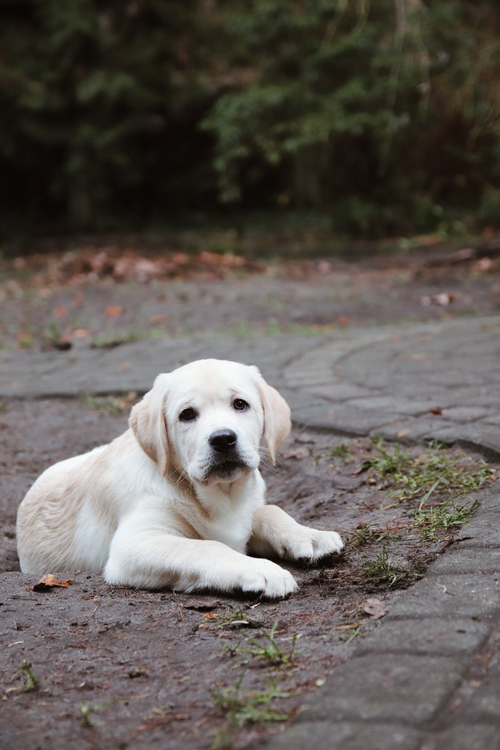 Фото: Помёт от GABRIELLA (C)