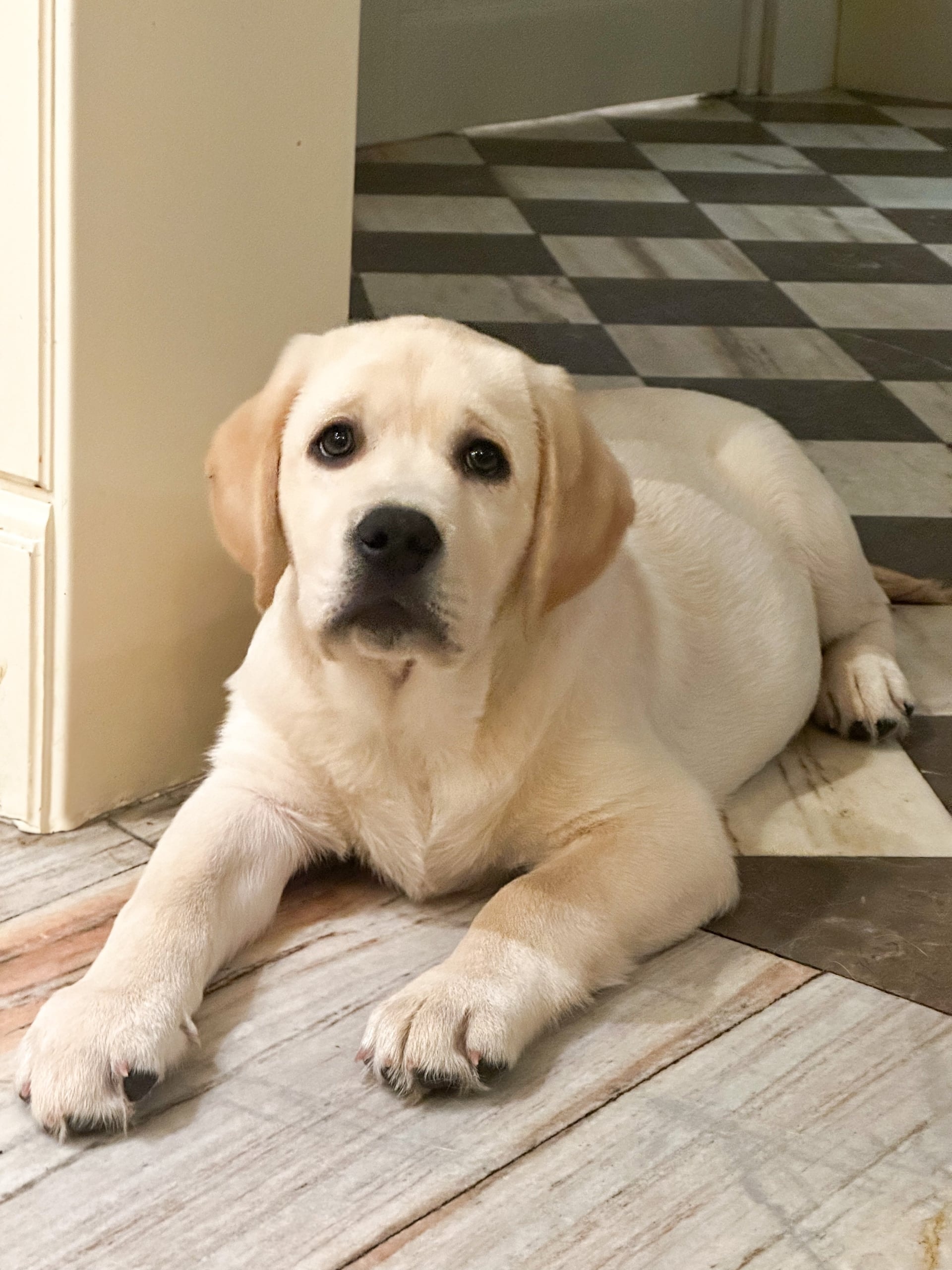 Фото: Помёт от GABRIELLA (C)