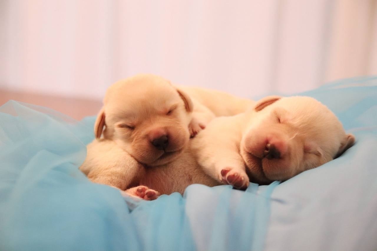 Фото: Помёт от GABRIELLA (C)