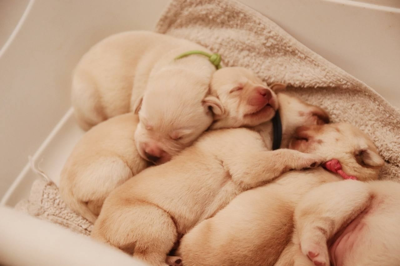 Фото: Помёт от GABRIELLA (C)