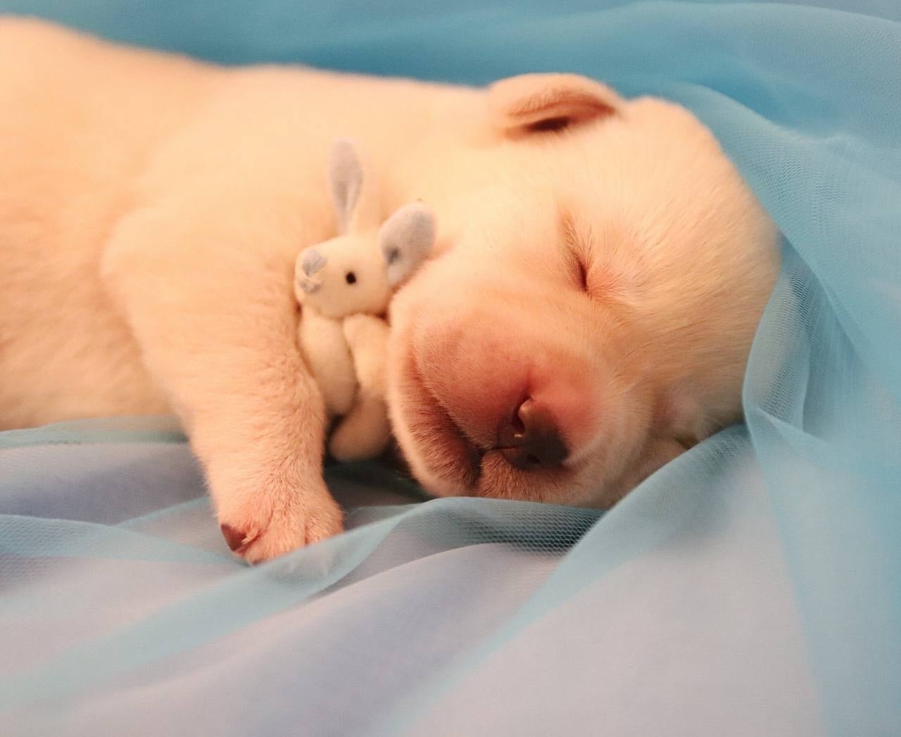 Фото: Помёт от GABRIELLA (C)