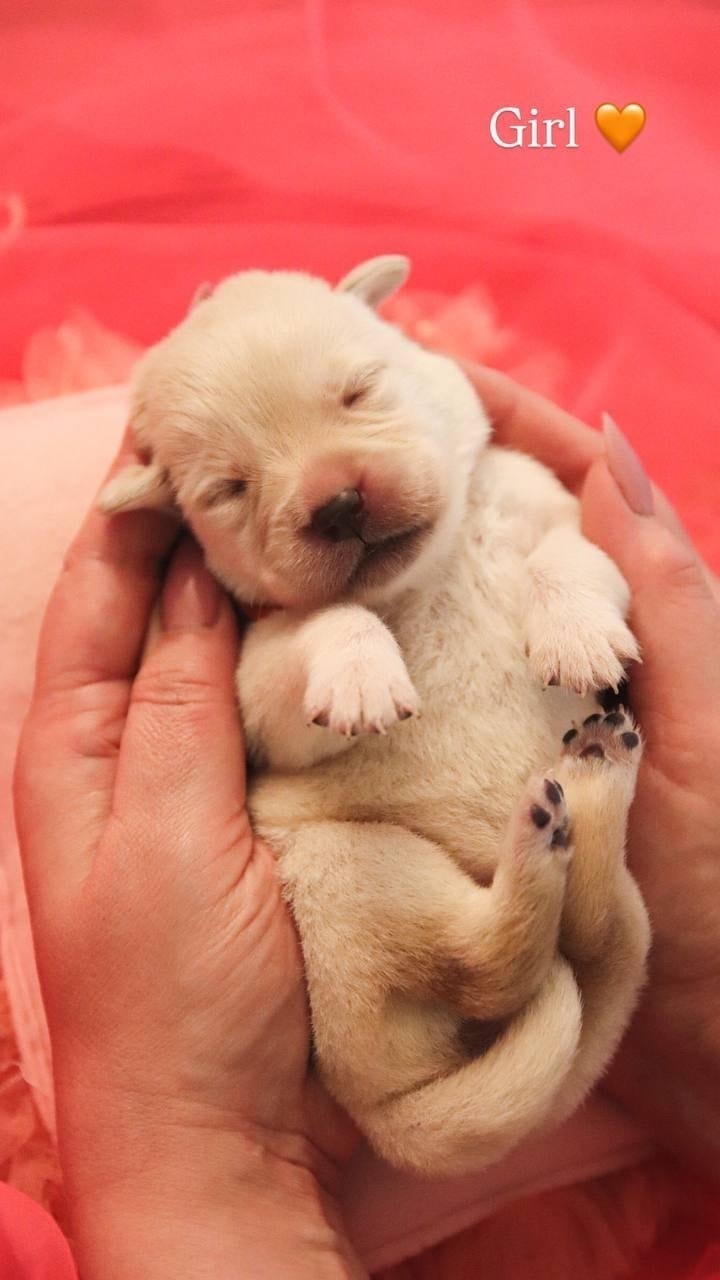 Фото: Помёт от GABRIELLA (C)