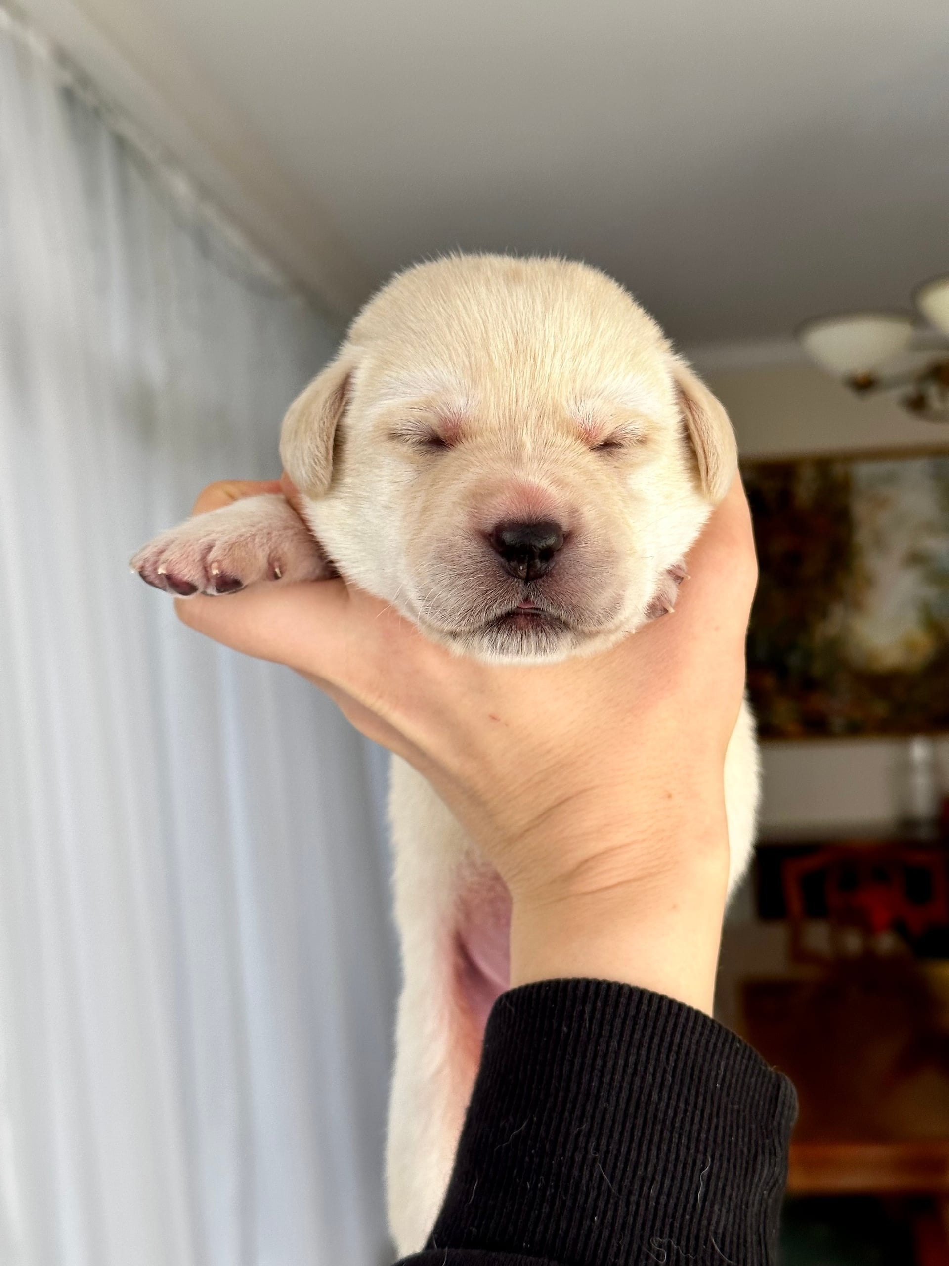 Фото: Помёт от GABRIELLA (C)