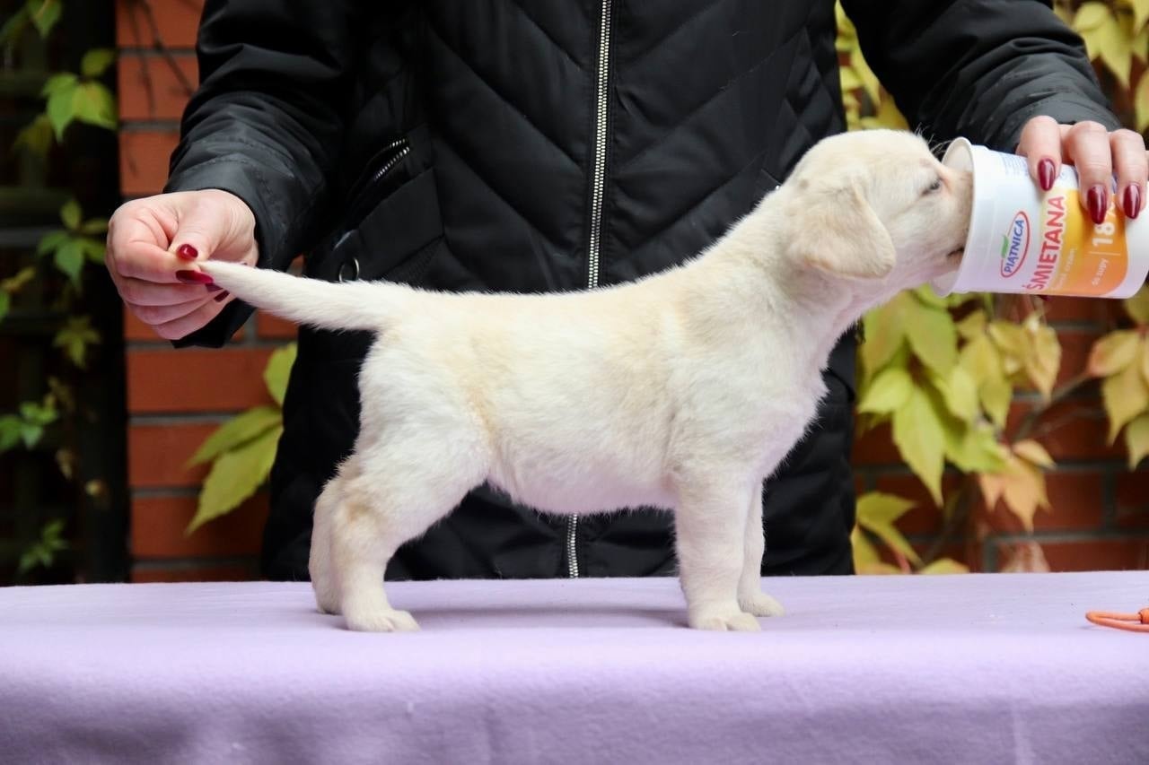 Фото: Помёт от GABRIELLA (C)