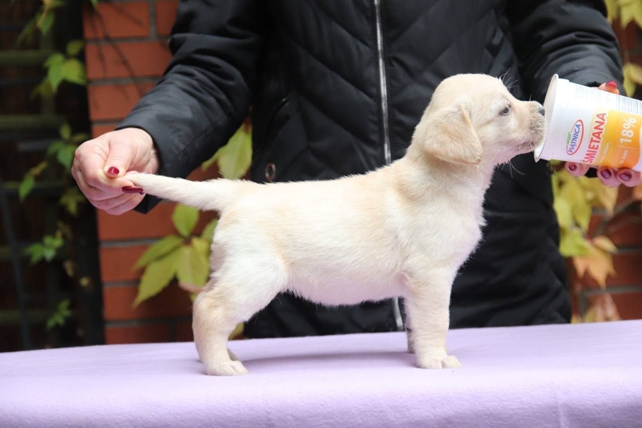 Фото: Помёт от GABRIELLA (C)