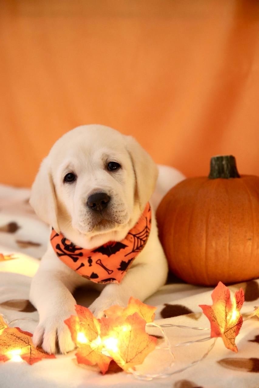 Фото: Помёт от GABRIELLA (C)