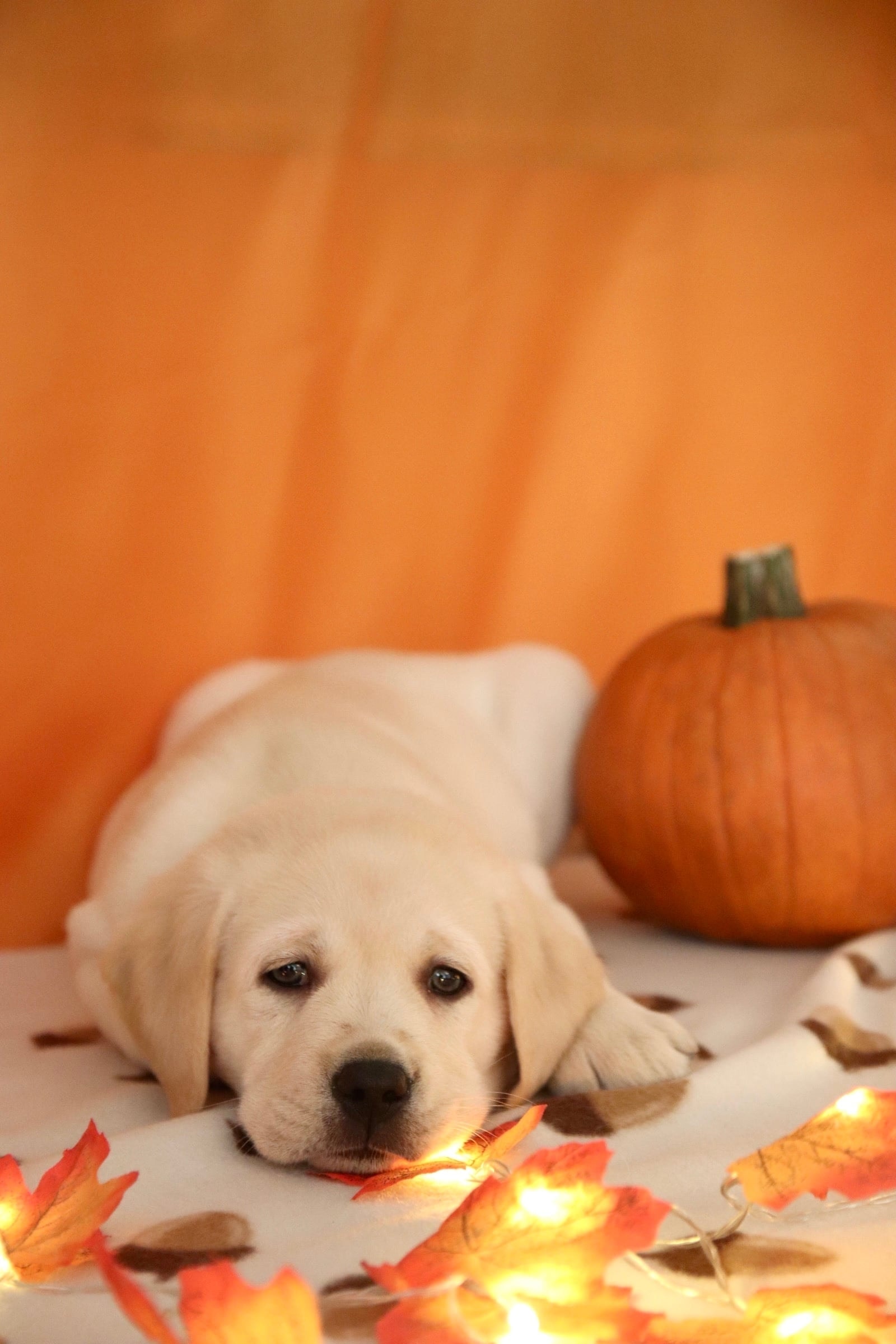 Фото: Помёт от GABRIELLA (C)