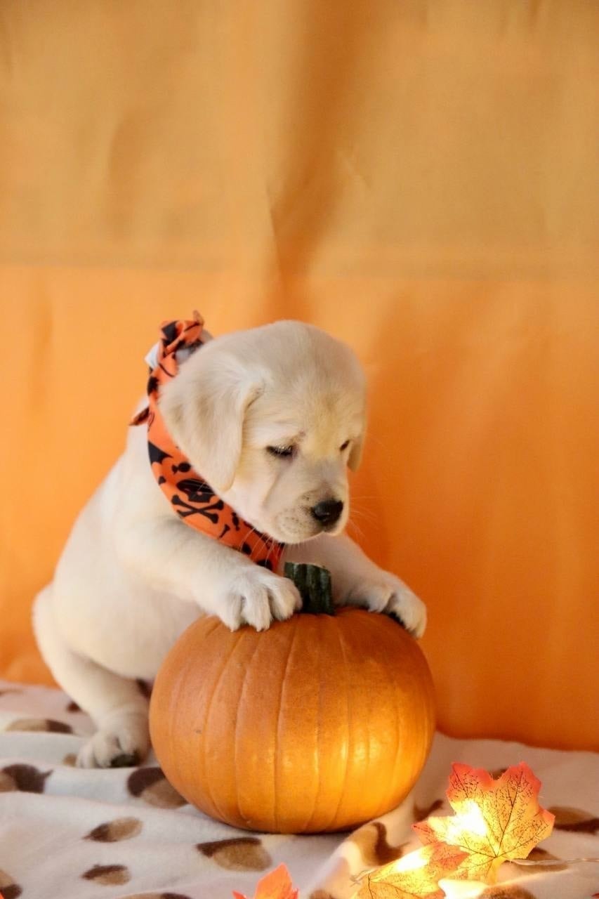 Фото: Помёт от GABRIELLA (C)