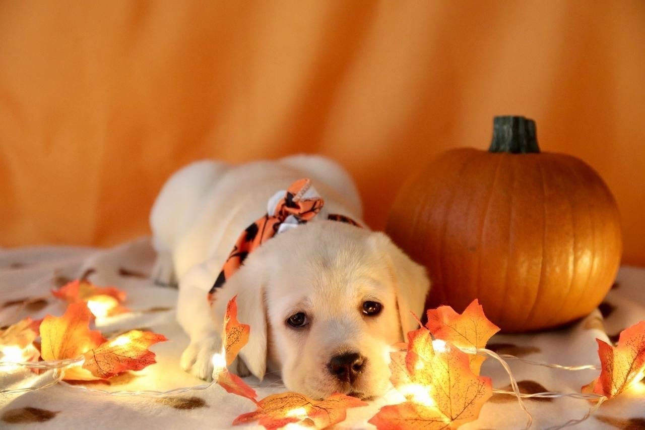 Фото: Помёт от GABRIELLA (C)