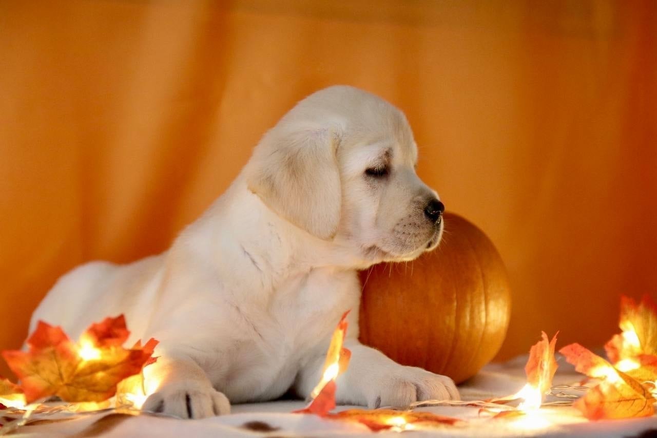 Фото: Помёт от GABRIELLA (C)