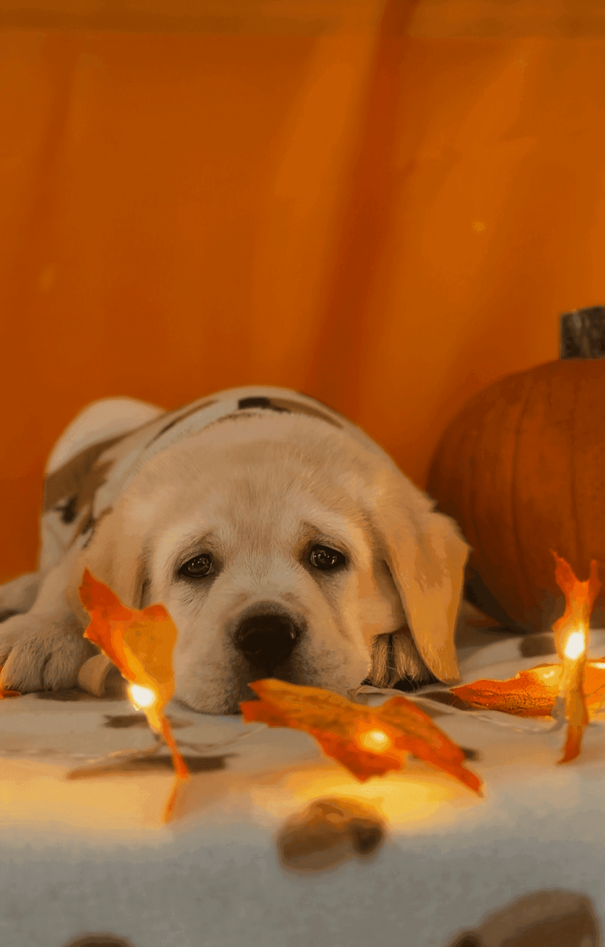 Фото: Помёт от GABRIELLA (C)